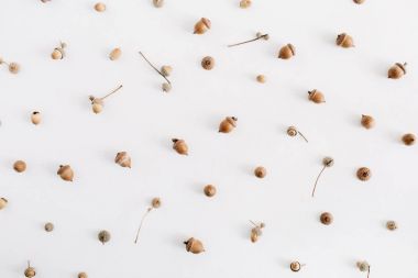 Beyaz arka plan üzerinde meşe palamutları desen