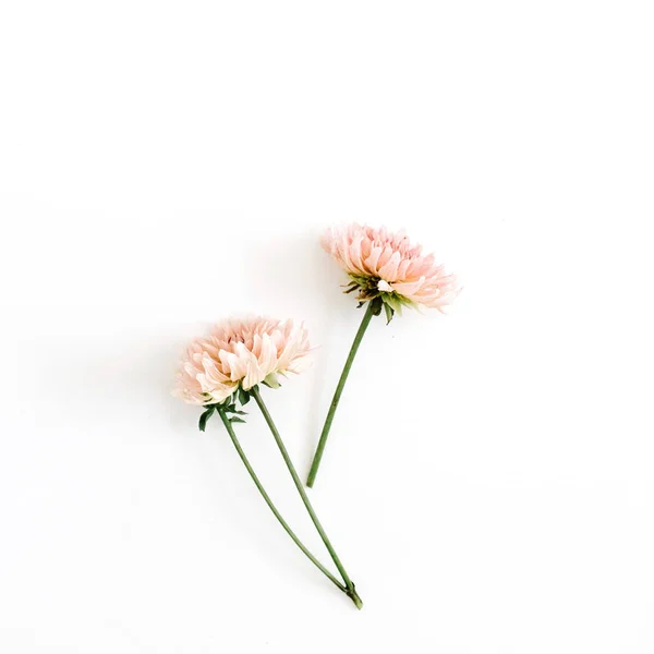 Hermosas flores de crisantemo —  Fotos de Stock