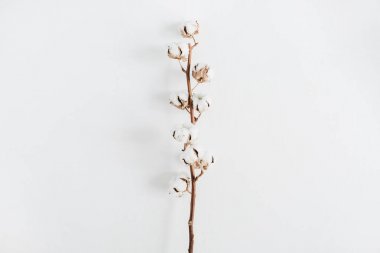 Beyaz arkaplanda pamuk dalı