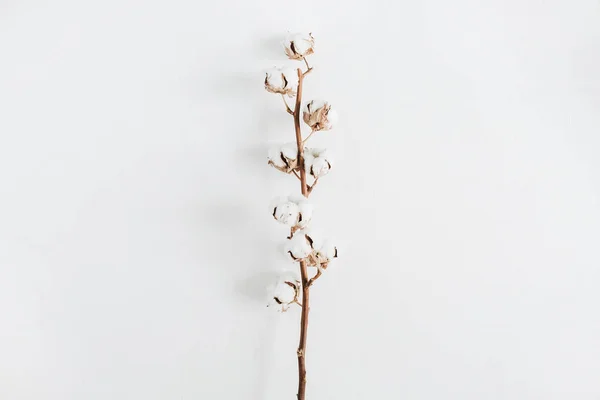 Cotton branch on white background — Stock Photo, Image