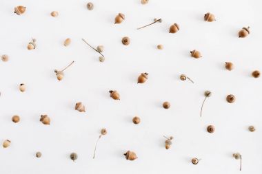 Beyaz arka plan üzerinde meşe palamutları desen