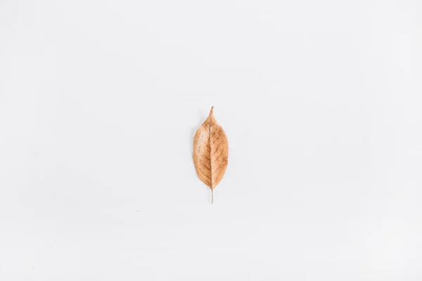 Una foglia d'autunno secca — Foto Stock