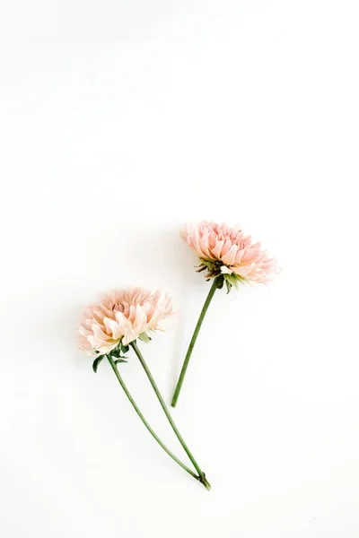 A krizantém szép virágok — Stock Fotó