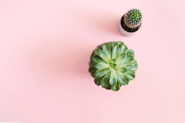 Cactusbloem en succulenten bloem op pastel roze achtergrond — Stockfoto
