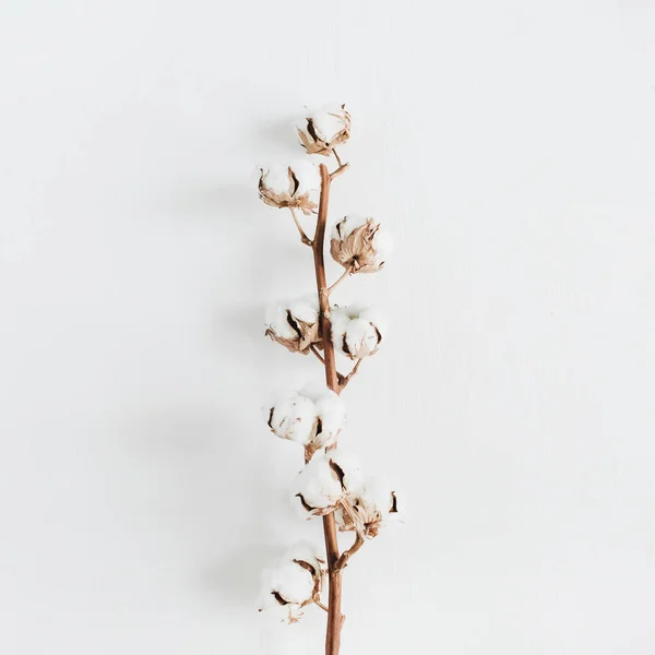 Cotton branch on white background — Stock Photo, Image