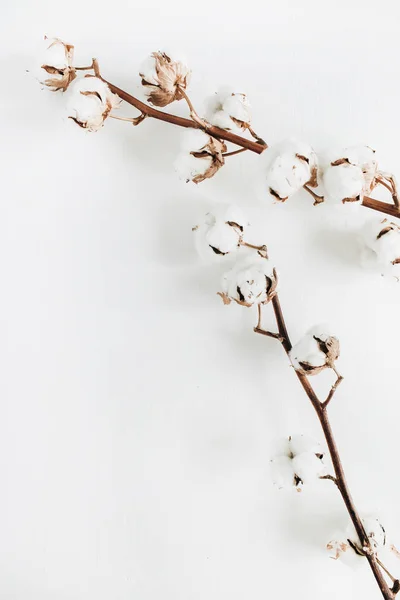 Cotton branches on white background — Stock Photo, Image