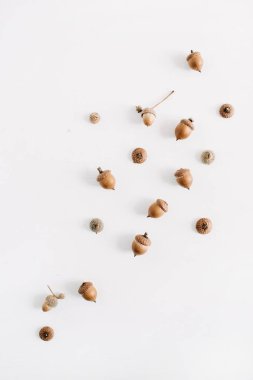 Beyaz arka plan üzerinde meşe palamutları desen