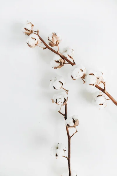 Хлопок ветви на белом фоне — стоковое фото