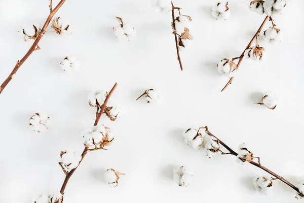 Ramas de algodón sobre fondo blanco — Foto de Stock