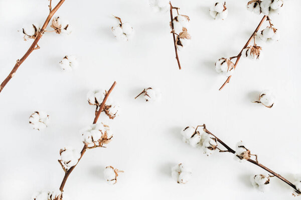 Cotton branches on white background