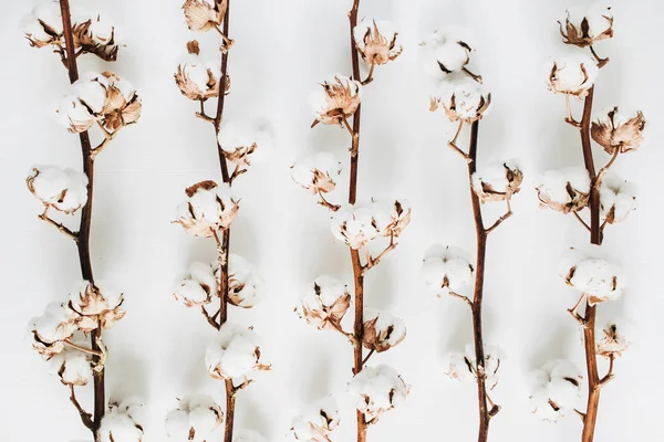 Branches de coton sur fond blanc — Photo