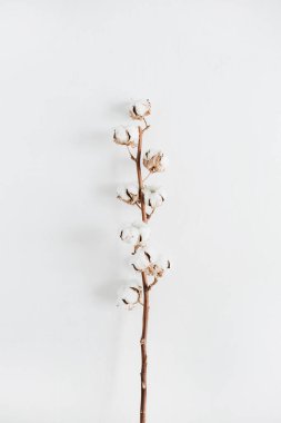 Beyaz arkaplanda pamuk dalı