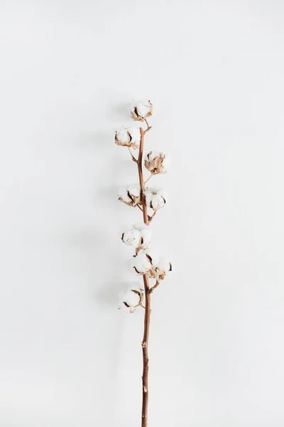 Branche de coton sur fond blanc — Photo