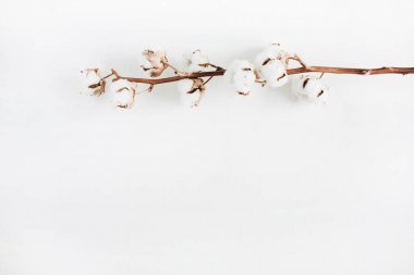 Cotton branch on white background