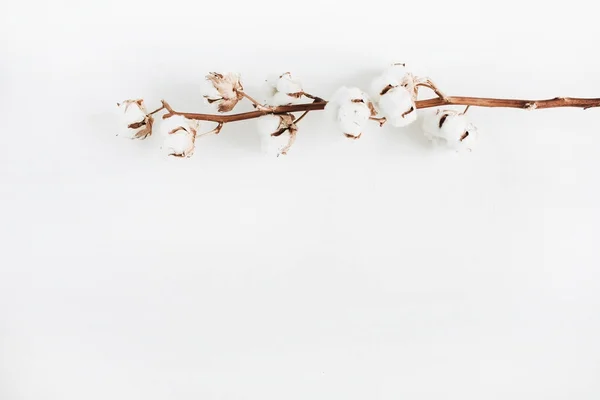 Ramo di cotone su sfondo bianco — Foto Stock