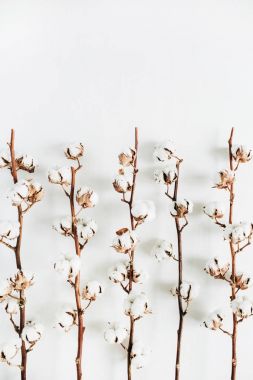 Pamuk dalları koleksiyonu