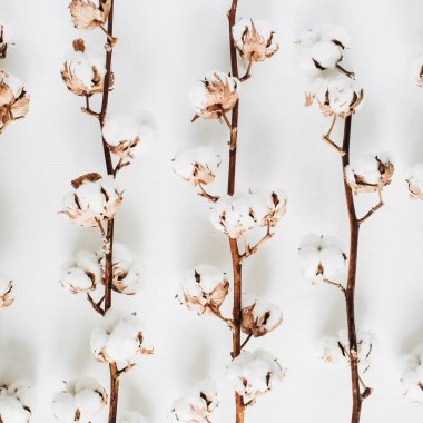 Pamuk dalları koleksiyonu