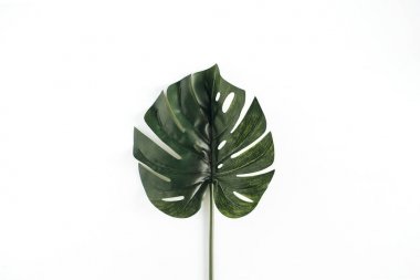 Monstera yaprak beyaz
