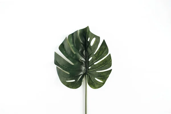 Monstera leaf on white — Stock Photo, Image