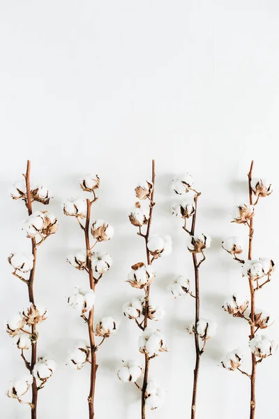 Cotton branches collection — Stock Photo, Image