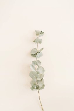 Okaliptüs şube bej renkli arka plan üzerinde.