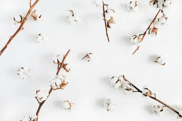 綿は枝し 芽の白のパターン フラット横たわっていた トップ ビュー — ストック写真