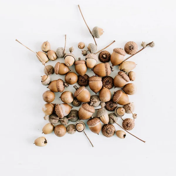 Beyaz izole meşe palamudu. Düz yatıyordu sonbahar sonbahar en az kavramı.