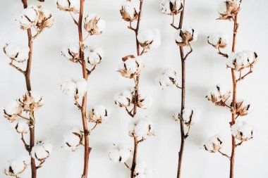 Beyaz arka plan üzerinde pamuk dalları koleksiyon. Düz yatıyordu, en iyi görünümü.