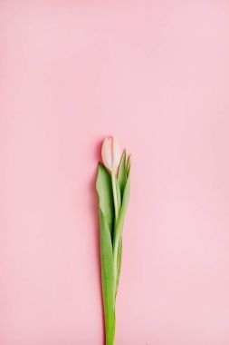 Pembe Lale çiçek pembe bir arka plan üzerinde. Düz yatıyordu, en iyi görünüm. En az çiçek flatlay kavramı.