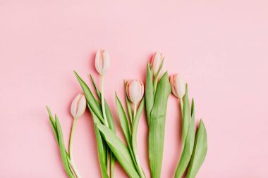 Pastel pembe Lale çiçek buketi pembe bir arka plan üzerinde. Düz yatıyordu, en iyi görünüm. En az çiçek flatlay kavramı.