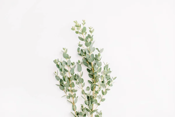 Eucalyptus Branch White Minimal Flower Background Flat Lay Top View — Stock Photo, Image