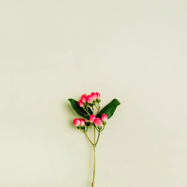 Hypericum Virág Zöld Háttér Lapos Feküdt Felső Nézd Tavaszi Minimális — Stock Fotó