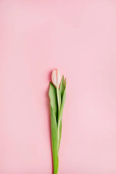 Рожева Квітка Тюльпанів Рожевому Фоні Плоский Простір Вид Зверху Концепція — стокове фото