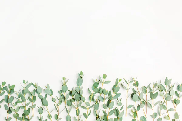 Eucalyptus Branch White Background Flat Lay Top View — Stock Photo, Image