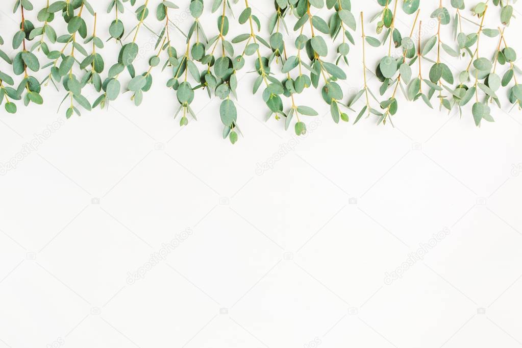 Eucalyptus branch on white background. Flat lay, top view blog, website or social media hero header.