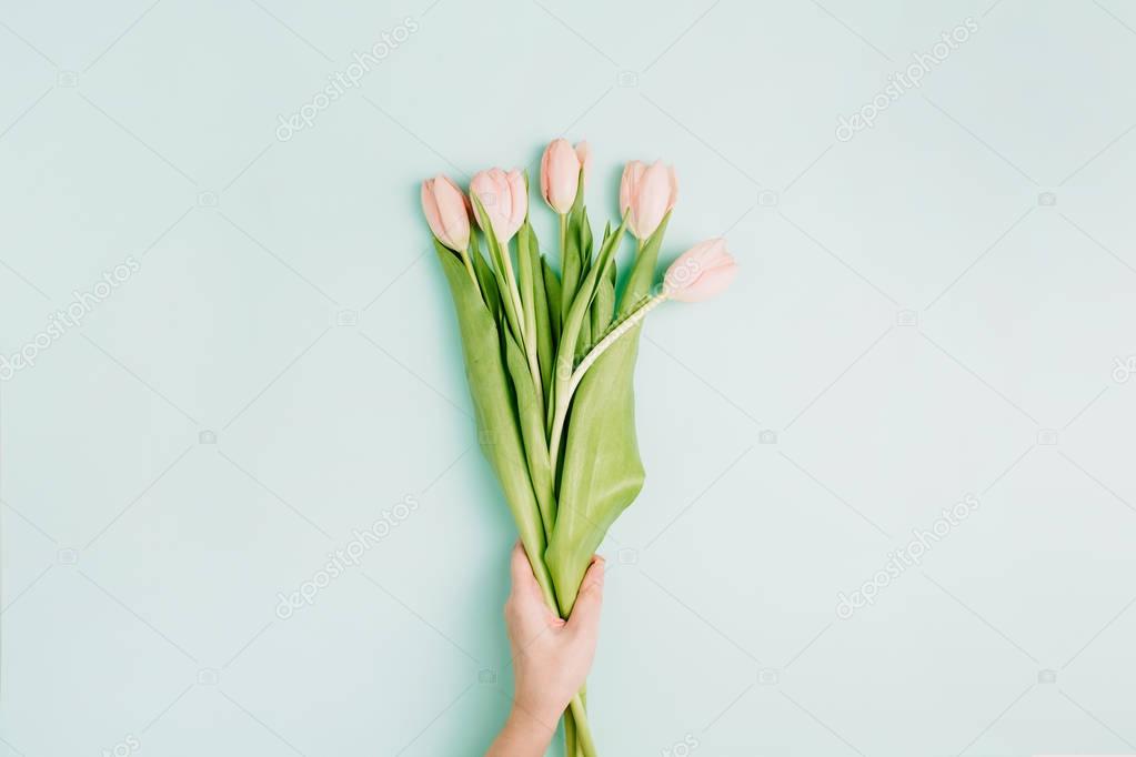 Woman hand hold pink tulip flowers on blue background. Flat lay, top view festive spring flower concept.