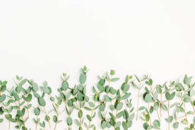 Okaliptüs şube beyaz arka plan üzerinde. Düz yatıyordu, en iyi görünüm çok az kavramı.