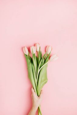Kadın elini tut Pembe Lale çiçek, pembe arka plan. Düz yatıyordu, en iyi görünümü şenlikli bahar çiçek kavramı.