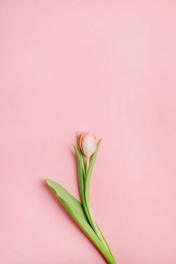 Pembe Lale çiçek pembe bir arka plan üzerinde. Düz yatıyordu, en iyi görünümü.
