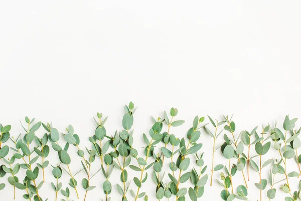 Eucalyptus Tak Witte Achtergrond Plat Lag Top Uitzicht Minimale Concept — Stockfoto