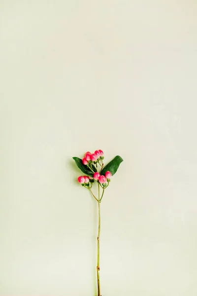Hypericum Virág Zöld Háttér Lapos Feküdt Felső Nézd Tavaszi Minimális — Stock Fotó