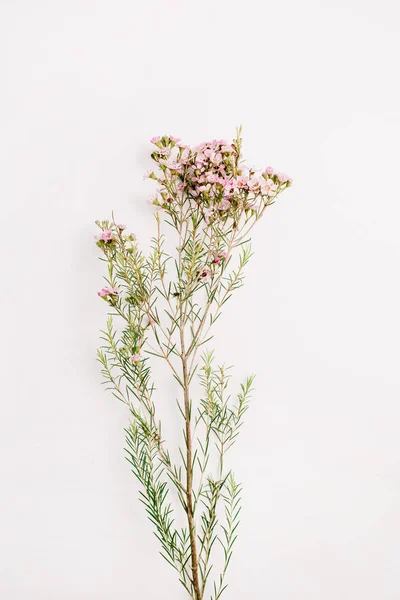 Vertakking Van Wilde Bloemen Witte Achtergrond Plat Lag Top Uitzicht — Stockfoto