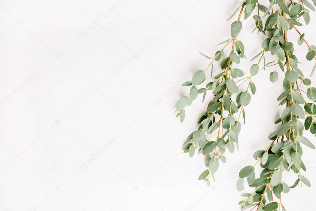Flat lay flower concept. Eucalyptus branch isolated on white background. Top view.