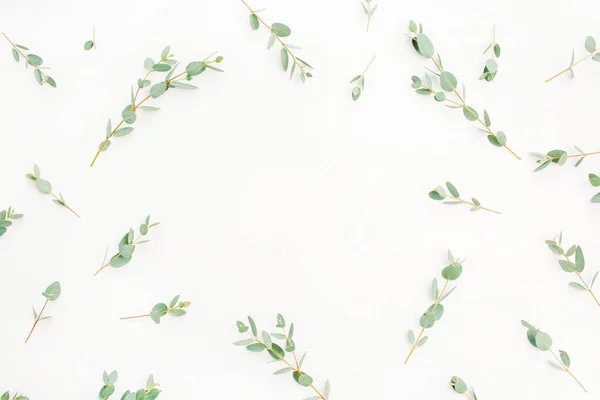 Frame Eucalyptus Branch Pattern White Background Flat Lay Top View — Stock Photo, Image