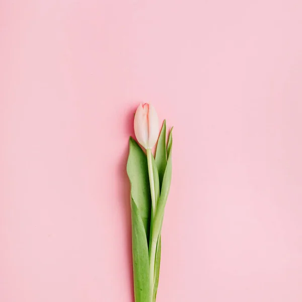 Rózsaszín Tulipán Virág Rózsaszín Háttér Lapos Feküdt Felső Kilátás Minimális — Stock Fotó