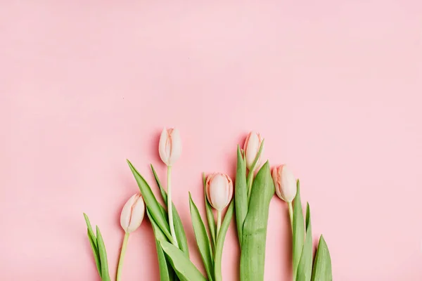 Розовые Цветы Тюльпан Розовом Фоне Квартира Лежала Вид Сверху Минимальная — стоковое фото