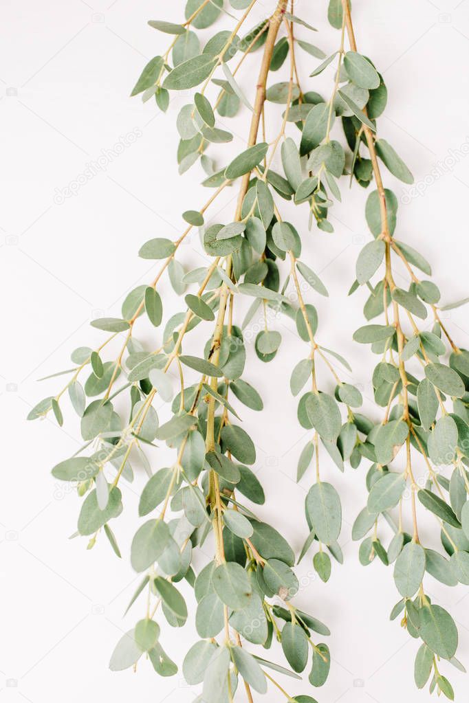 Eucalyptus branch on white background. Minimal floral composition. Top view.