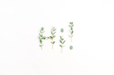 Word Hi okaliptüs şube beyaz arka plan üzerinde yapılmış. Düz yatıyordu, en iyi görünümü.