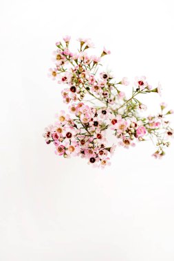 Kır çiçeği şube beyaz arka plan üzerinde. Yukarıdan görüntülemek.