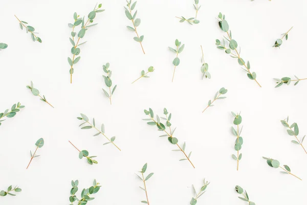 Eukalyptus Větev Vzor Bílém Pozadí Plochá Ležel Špičkové Zobrazení Webové — Stock fotografie